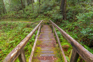 Wooden bridge in the fairy green forest. Large trees were overgrown with moss and fern. Redwood national and state parks. California, USA