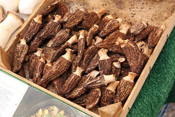morels at the market