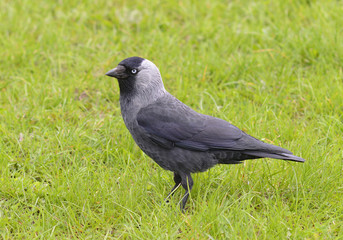Western Jackdaw
