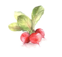 Watercolor radishes. Hand drawn illustration