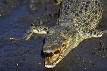 Northern Australian Saltwater Crocodile in Mud