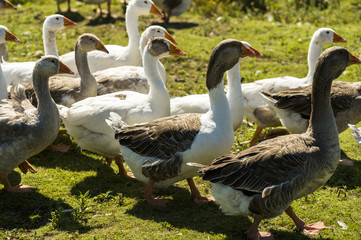 domestic geese on the shore