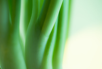 Green shoots of bow on a white background