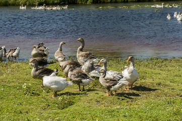 gray domestic geese are