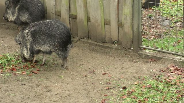 Chacoan peccary (Catagonus wagneri), also known as the tagua
