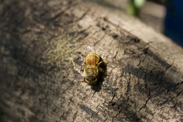 Honey Bee on Log