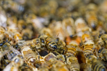 Close Up Honey Bees with Colony