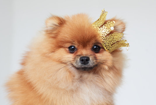 Portrait of a Pomeranian Spitz with a crown on head.