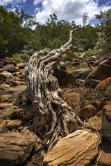 Australia Outback - River Bed