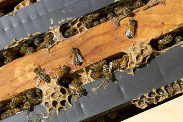 Honey Bee Colony in Frames