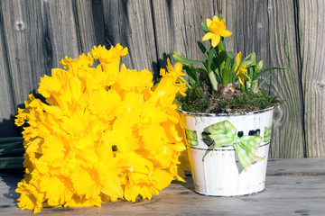 Narzissen mit Osterglocken in einem Blumentopf rustikal vor Holzhintergrund im Frühling