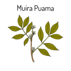 Muira Puama Ptychopetalum olacoides , or Potency wood, medicinal plant