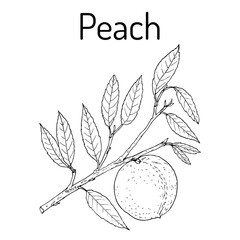 Fototapeta na wymiar Peach branch Prunus persica , edible juicy fruit.