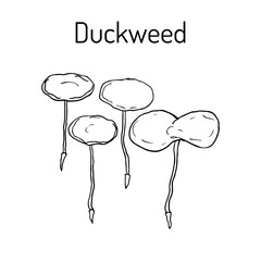 Duckweed lemna minor , water plant