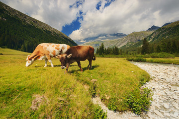 Obraz premium Cows on pasture in the National Park of Adamello Brenta from the Val di Fumo. Trentino Alto Adige, Italy