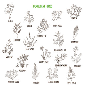 Demulcent herbs. Hand drawn set