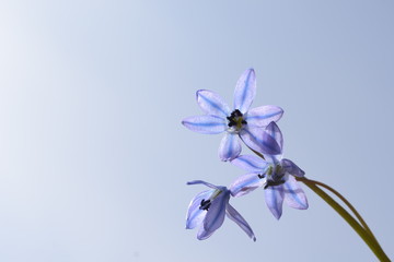 Scilla flowers against a background of blue sky