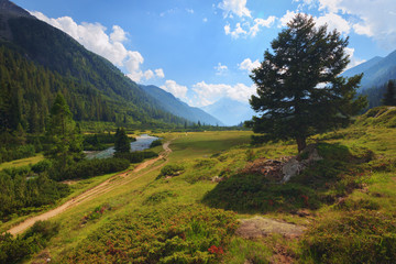 Lonely tree in National Park of Adamello Brenta from the Val di Fumo. Trentino Alto Adige, Italy