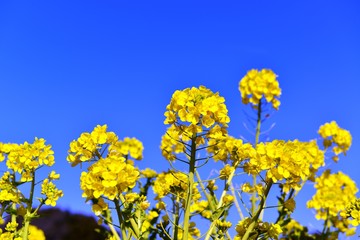 大神ハーブ園の菜の花