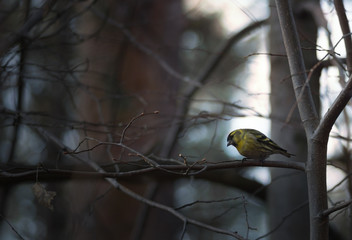 spring bird