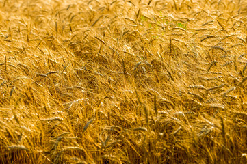 field of ripe wheat