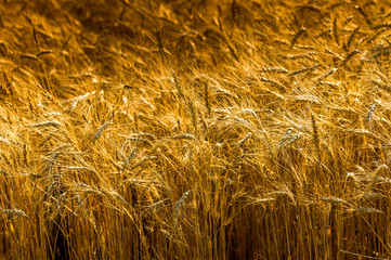 ripe ears of wheat