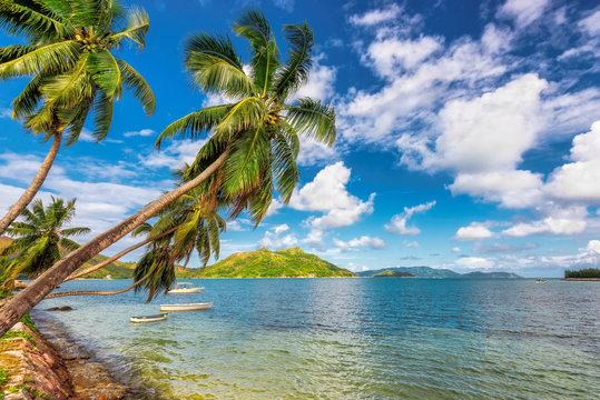 Coconut palm trees on tropical island.