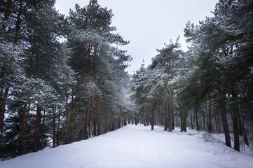 russian winter forest road in snow