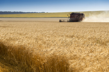 Fototapeta na wymiar Harvester in wheat field