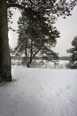 Snow-covered Coniferous Trees In The Forest