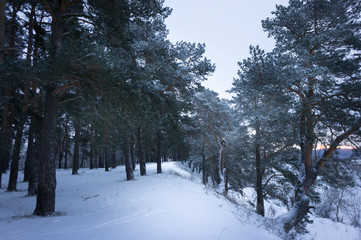 Snow-covered Coniferous Trees In The Forest
