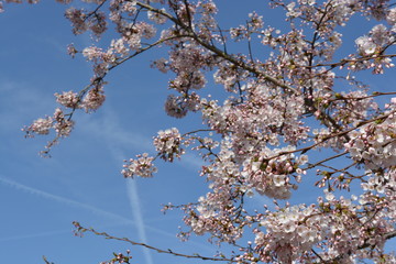 Pink Cherry blossom tree