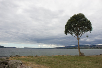 Fototapeta na wymiar Rotorua lake landscape