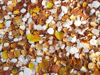 Autumn leaves
