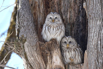 エゾフクロウの夫婦