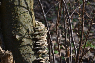 Fungus growing on a tree