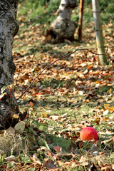 Falling apple - Malus pumila,
