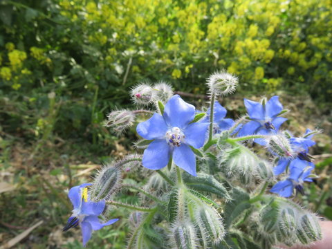 Fiore della Boragine