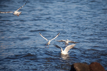 seagulls flying and swimming in clear blue water