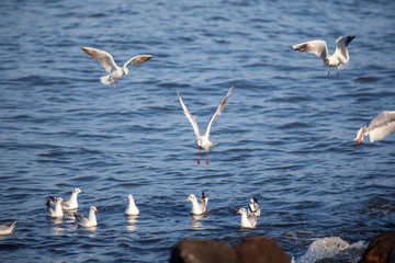 seagulls flying and swimming in clear blue water