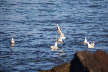 seagulls flying and swimming in clear blue water