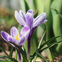 Spring violet flowers in the garden.