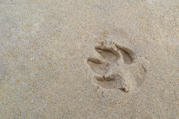 Fototapeta na wymiar Single dogs paw footprint with claws on the sand background.