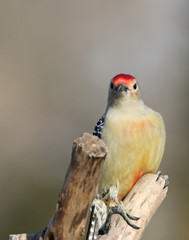 Red-Bellied Woodpecker
