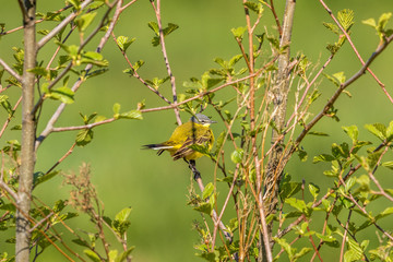 Yellow wagtail sitting on a branch with leaf buds