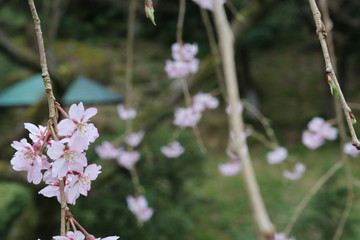 兼六園・金沢城、満開の桜