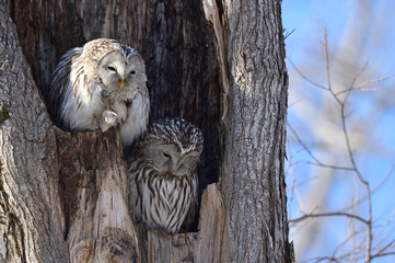 エゾフクロウの夫婦
