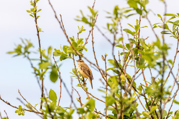 Sedge warbler sitting in a tree in spring