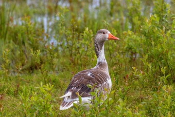 Hybridized goose in a meadow