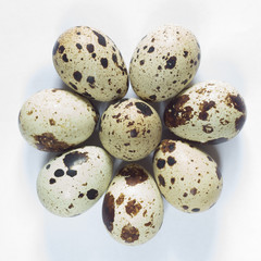 Quail eggs